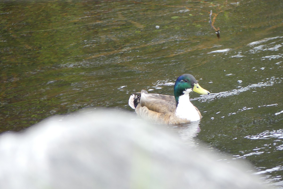 Mallard (Domestic type) - ML619335172