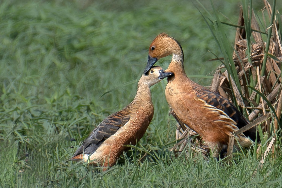 Fulvous Whistling-Duck - ML619335183