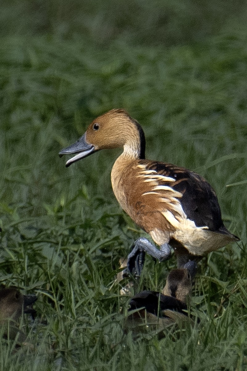 Fulvous Whistling-Duck - ML619335184