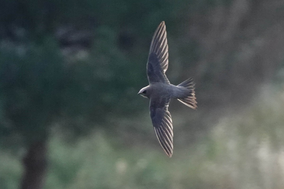 Alpine Swift - Sergio Tomey