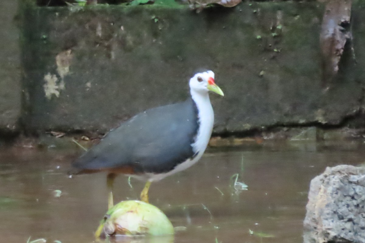 White-breasted Waterhen - ML619335199