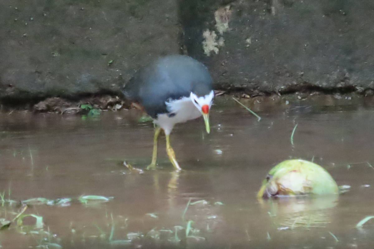 White-breasted Waterhen - ML619335200