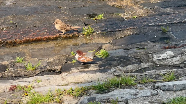 Italian Sparrow - ML619335206