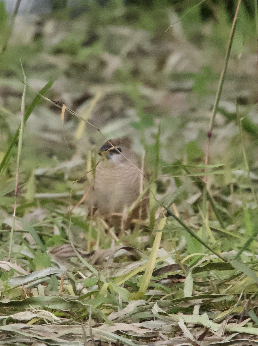 Plum-headed Finch - ML619335207