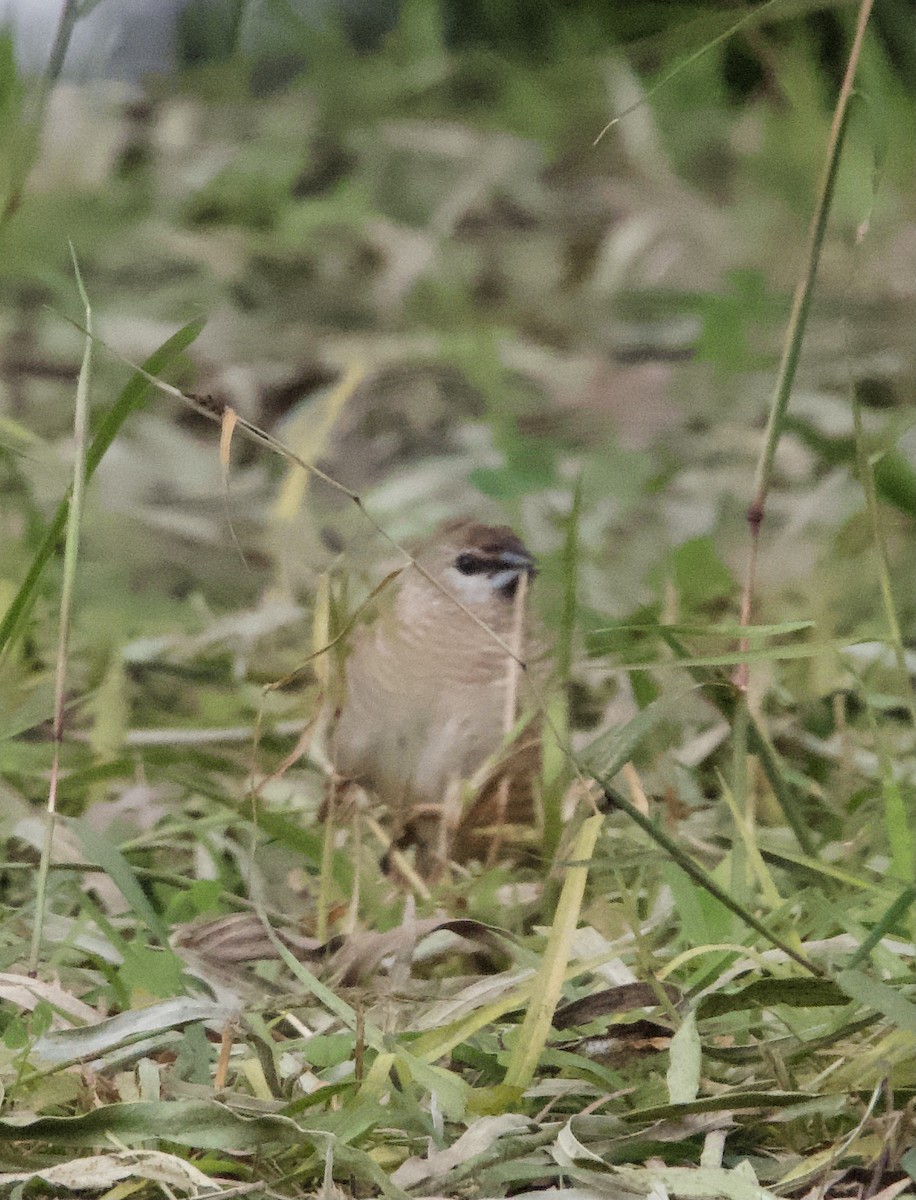 Plum-headed Finch - ML619335215