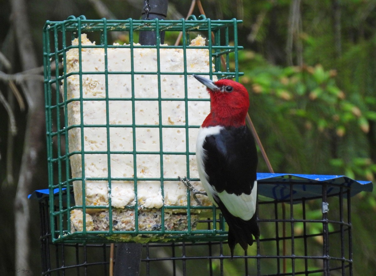 Red-headed Woodpecker - Heather Burns