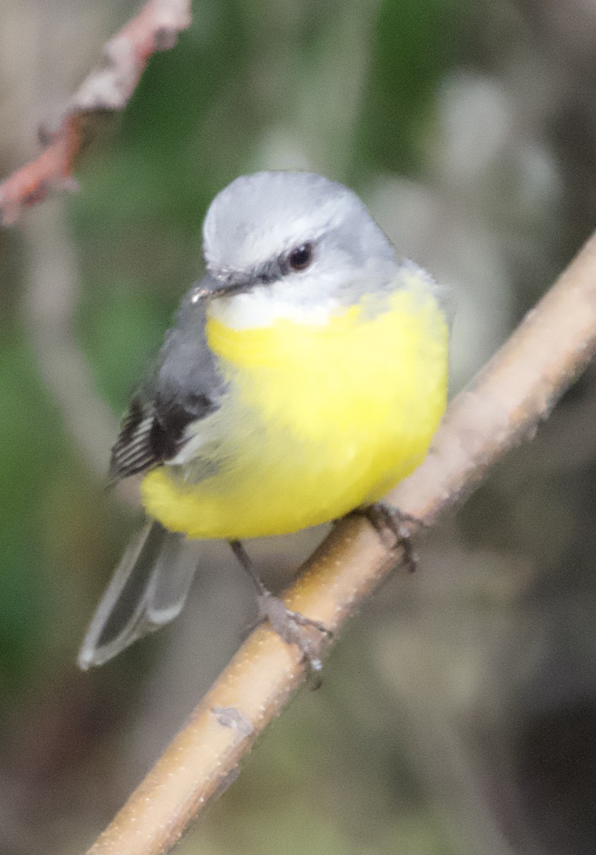 Eastern Yellow Robin - Yvonne van Netten