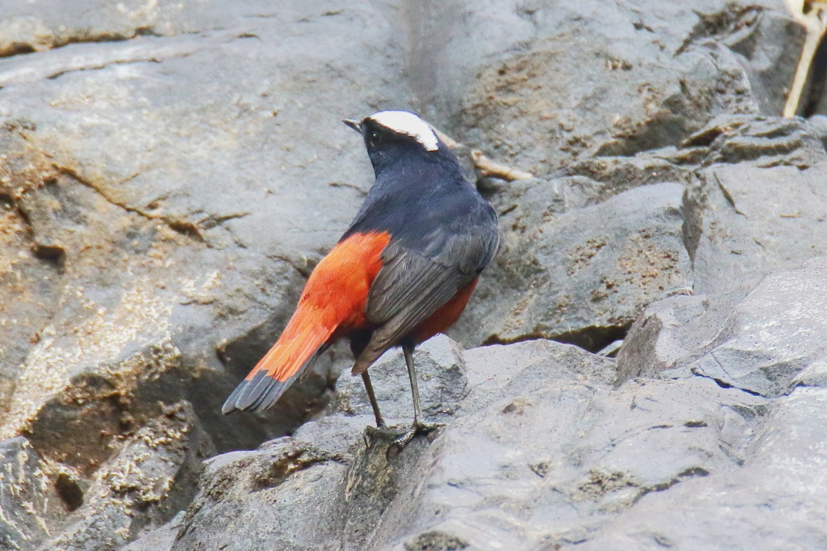 White-capped Redstart - ML619335238