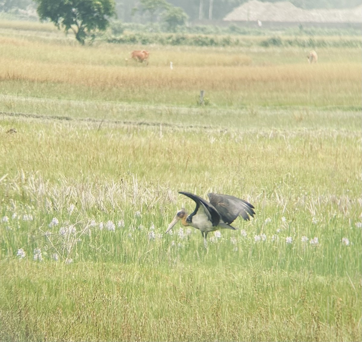 Lesser Adjutant - ML619335244