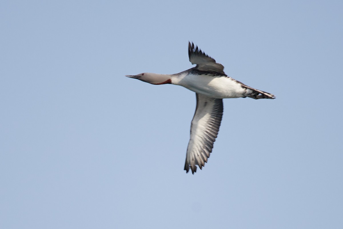 Red-throated Loon - ML619335246