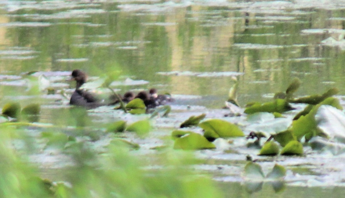 Hooded Merganser - Lisa Doud