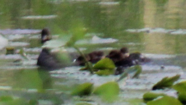 Hooded Merganser - Lisa Doud