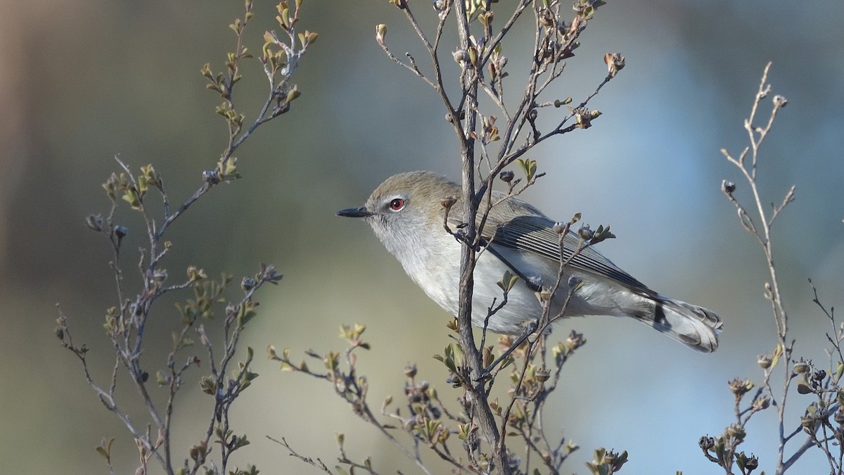 Western Gerygone - Elaine Rose