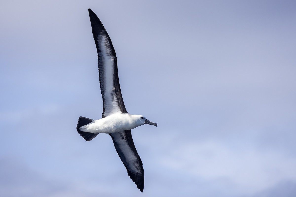 Indian Yellow-nosed Albatross - Niall D Perrins