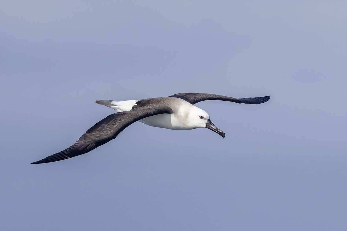 Indian Yellow-nosed Albatross - Niall D Perrins