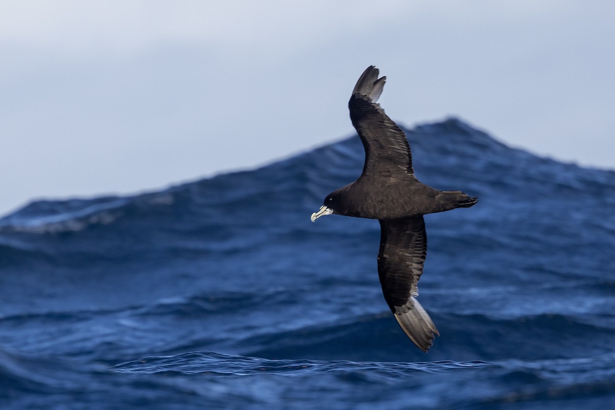 White-chinned Petrel - Niall D Perrins