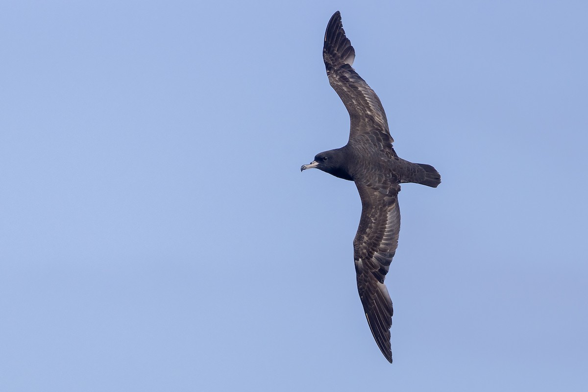 Flesh-footed Shearwater - Niall D Perrins