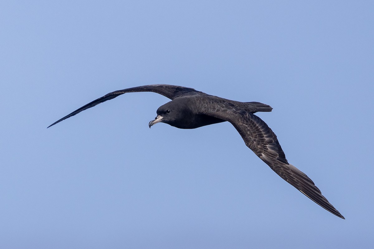 Flesh-footed Shearwater - Niall D Perrins
