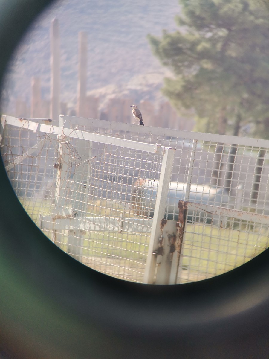 Isabelline Wheatear - ML619335286