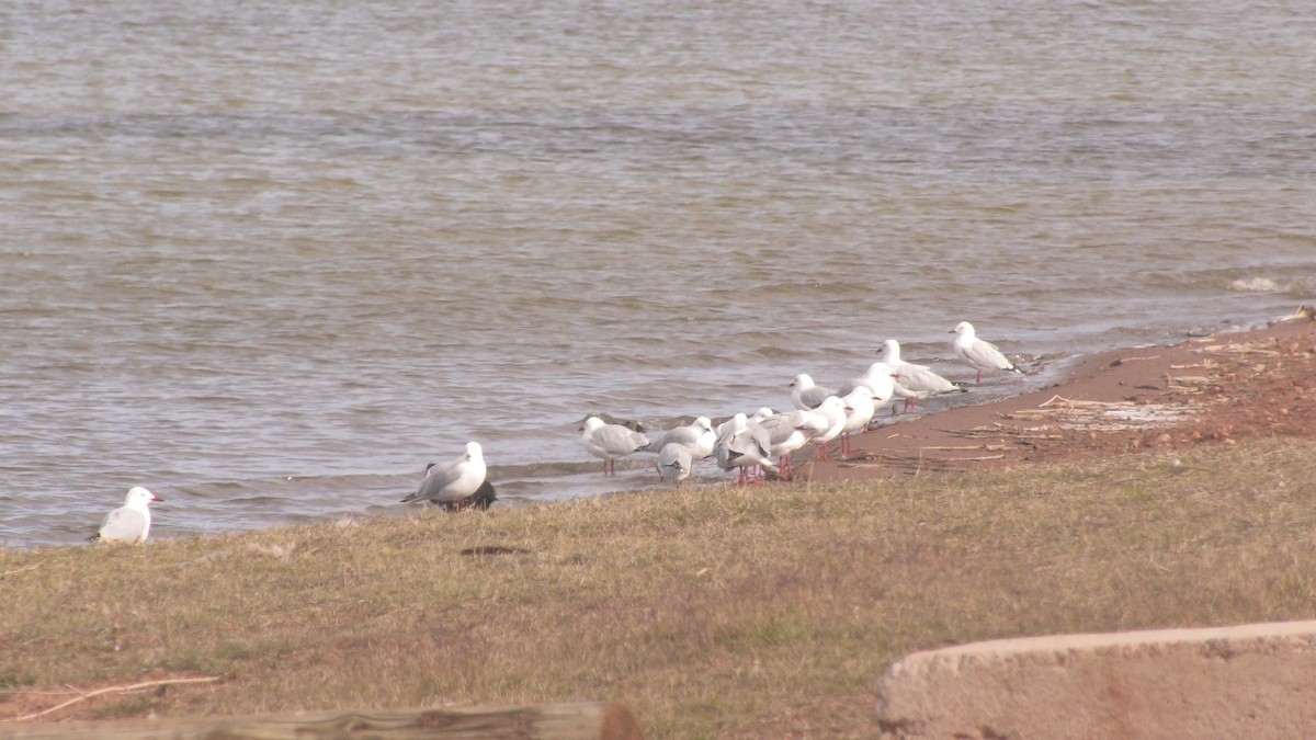 Silver Gull - Anonymous