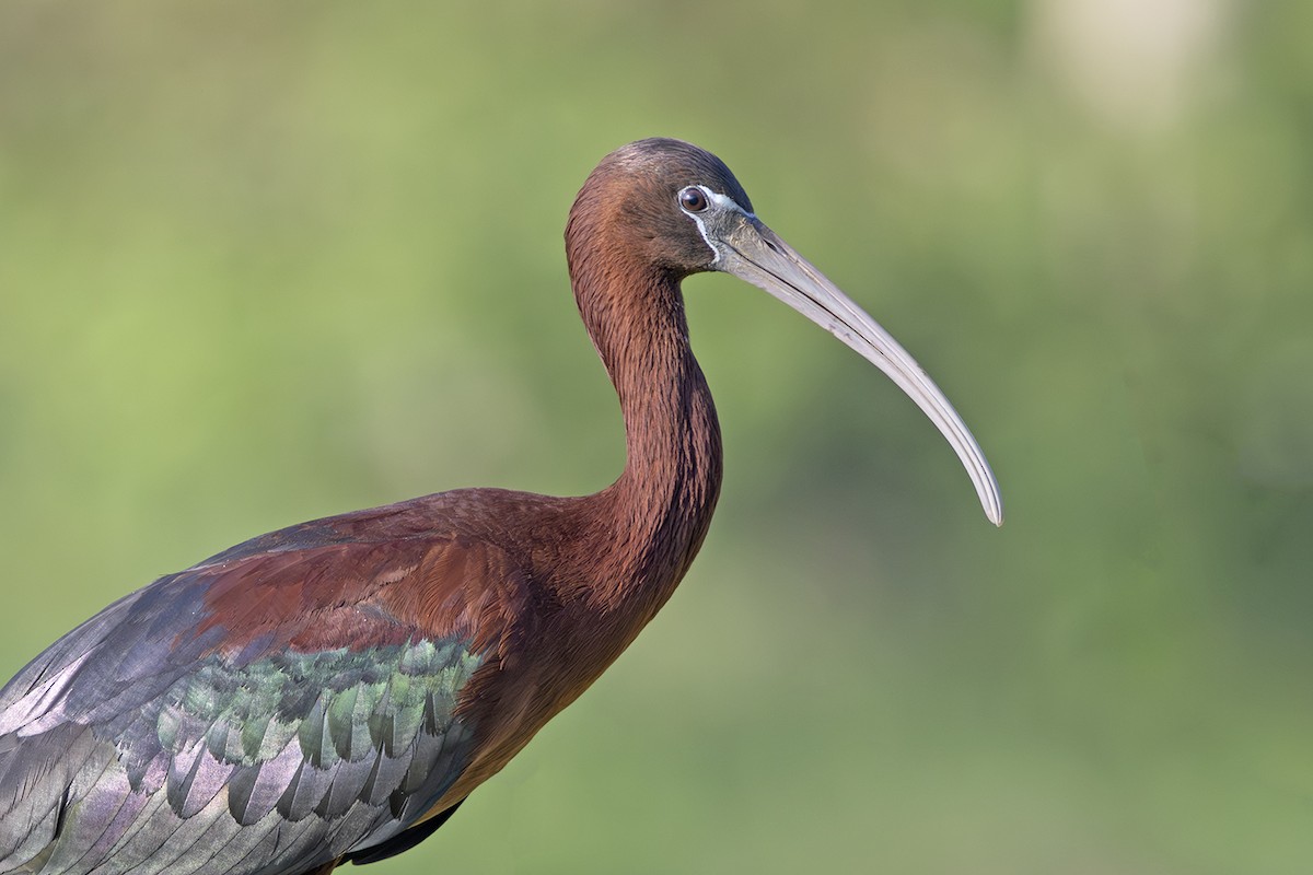 Glossy Ibis - ML619335296