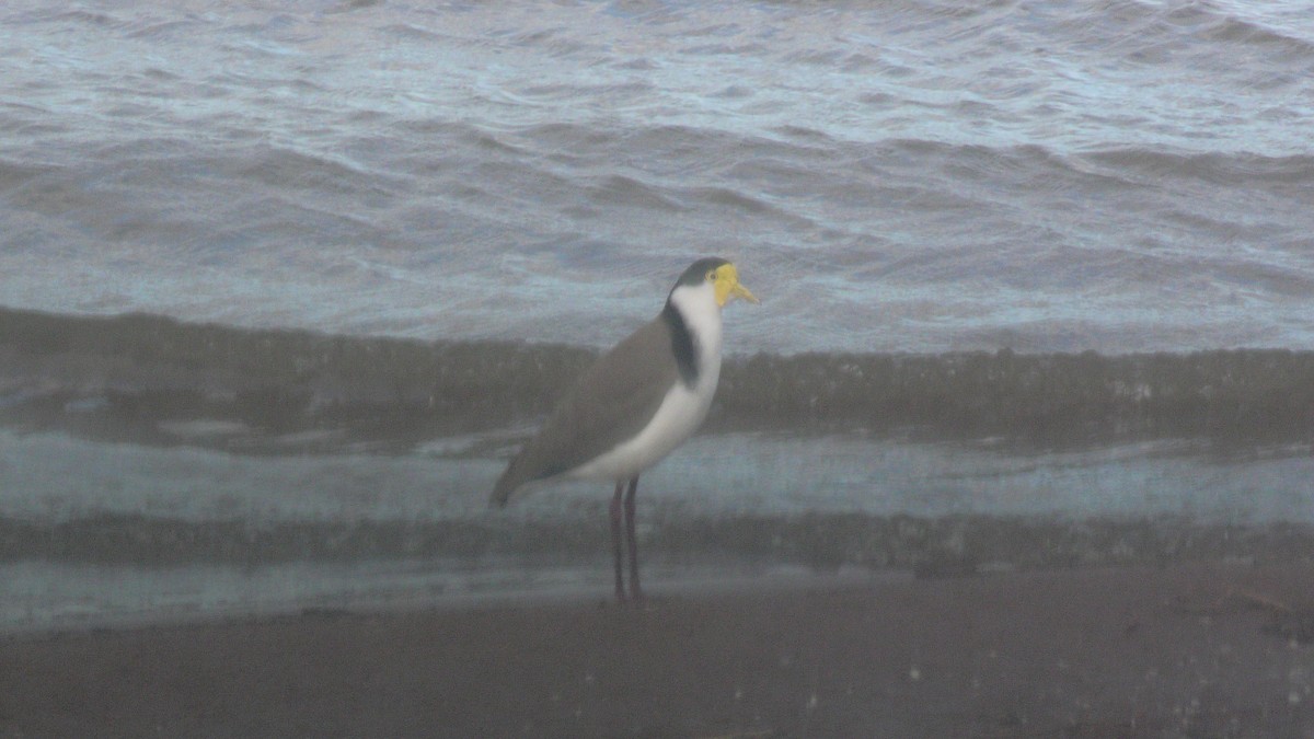 Masked Lapwing - ML619335300