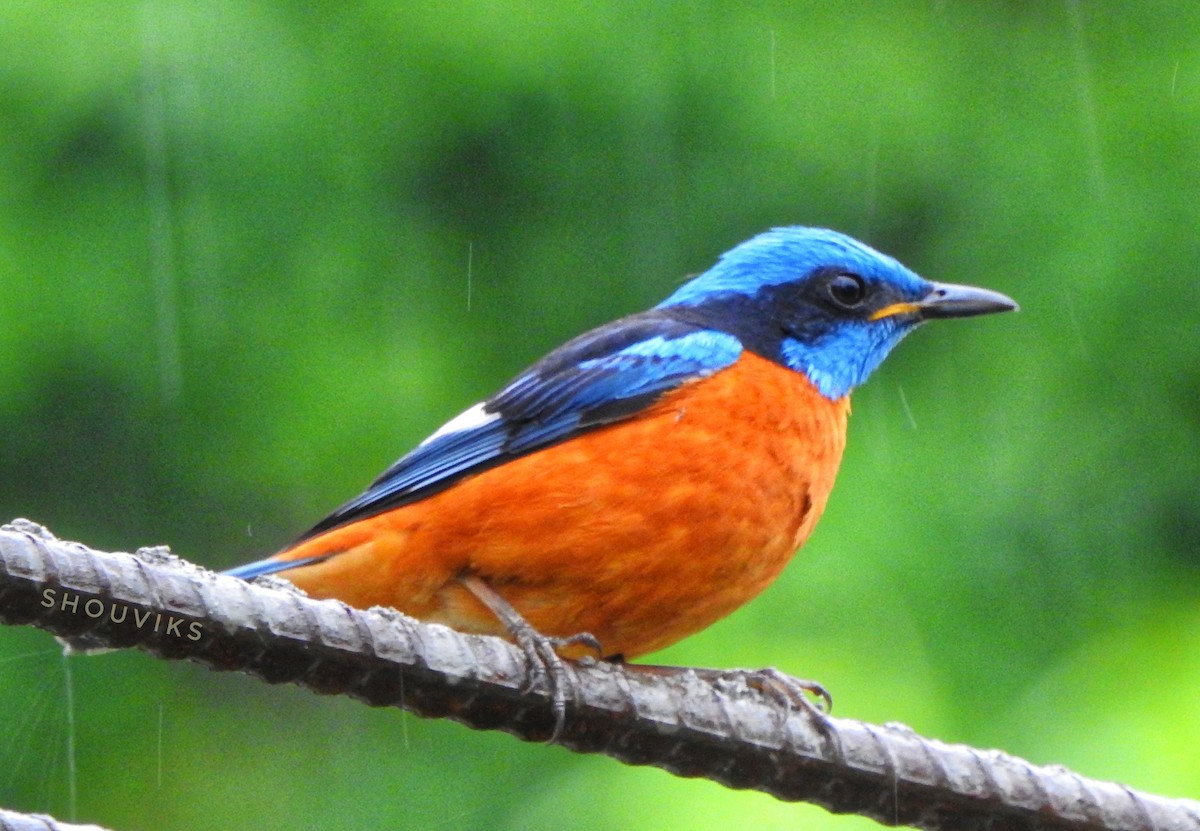 Blue-capped Rock-Thrush - ML619335312