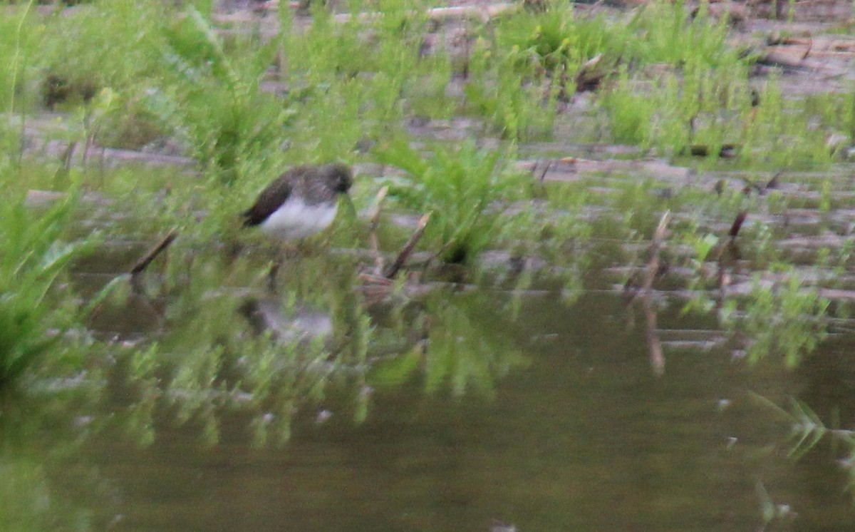 Solitary Sandpiper - ML619335313