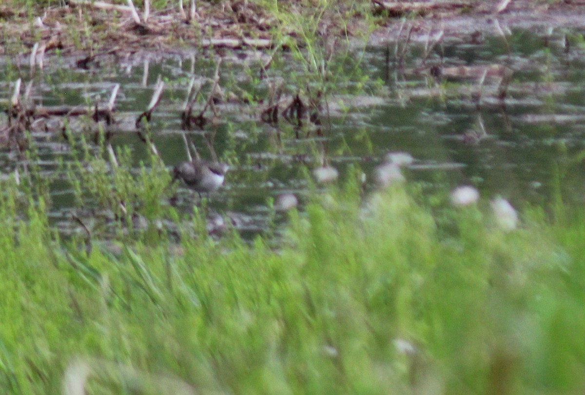 Solitary Sandpiper - Lisa Doud