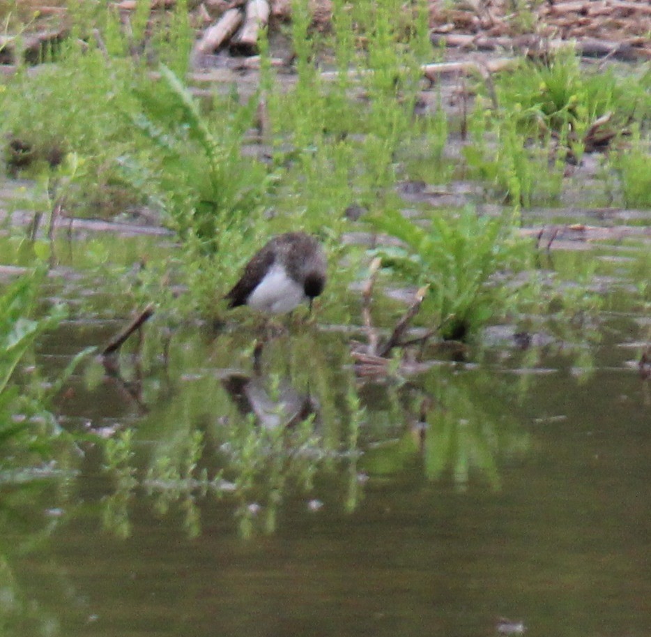 Solitary Sandpiper - ML619335315