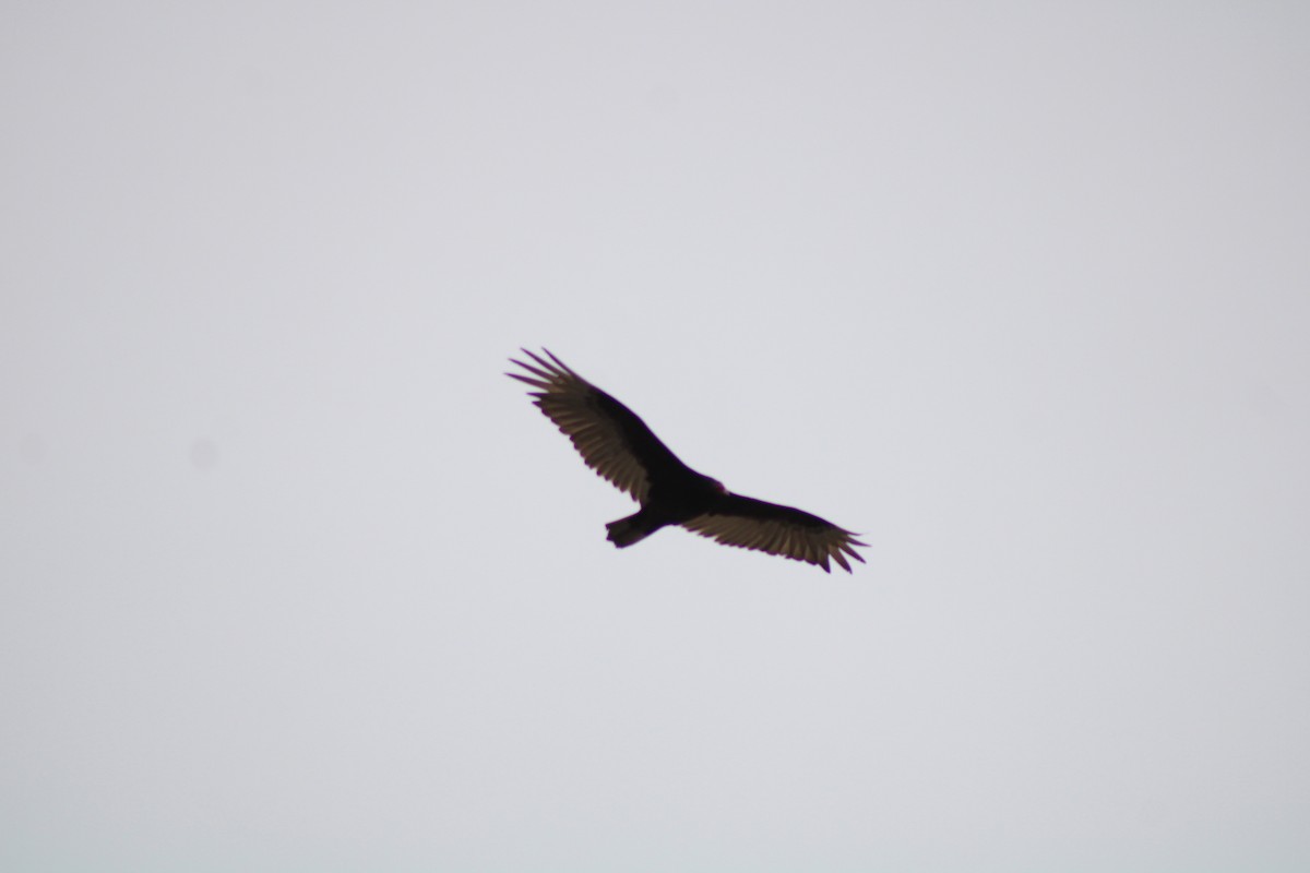 Turkey Vulture - ML619335325