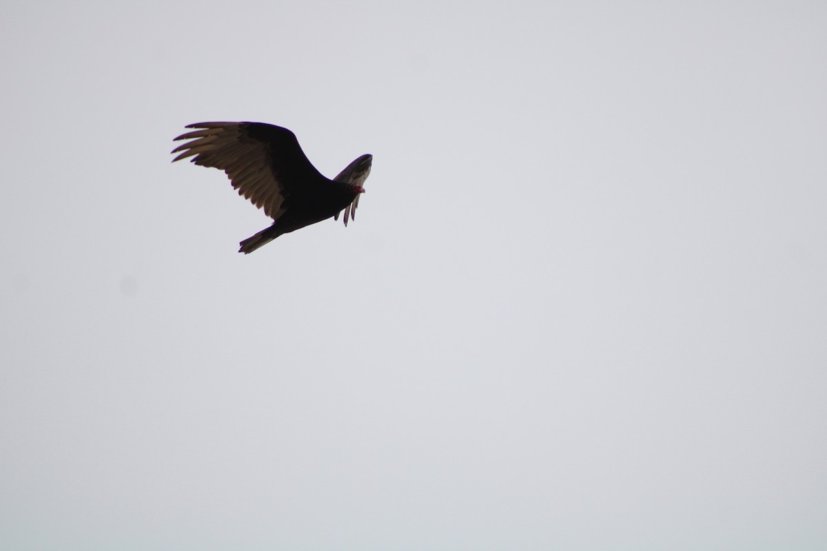Turkey Vulture - Debra Swinford