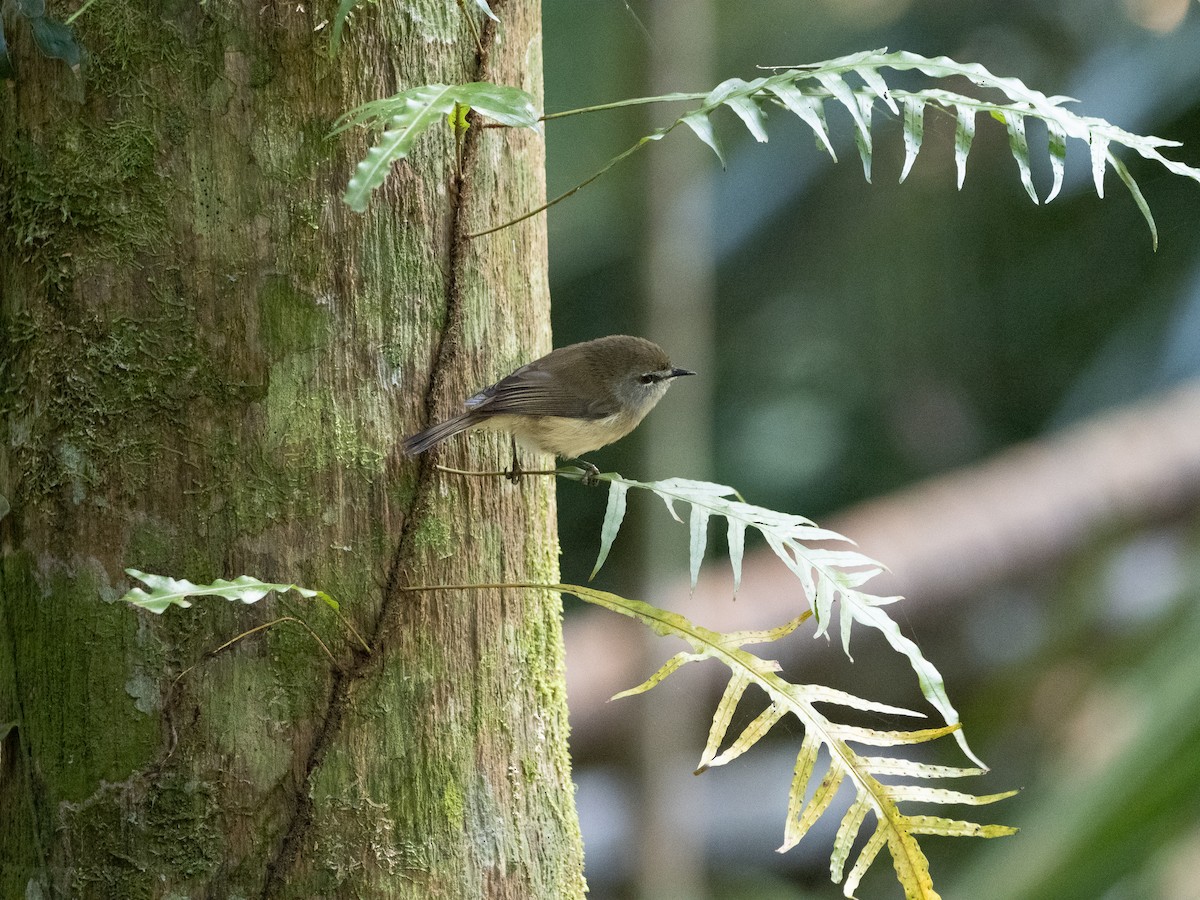 Brown Gerygone - ML619335331