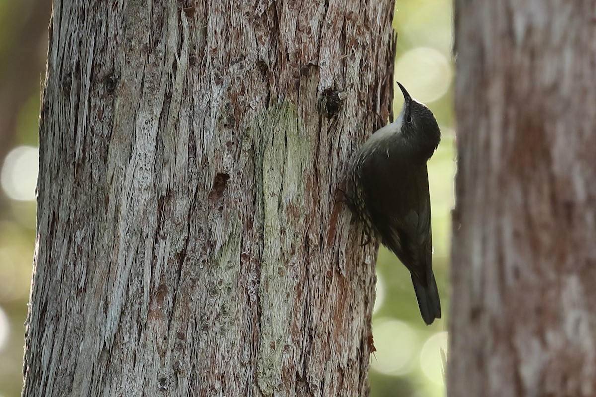 White-throated Treecreeper - Todd Burrows