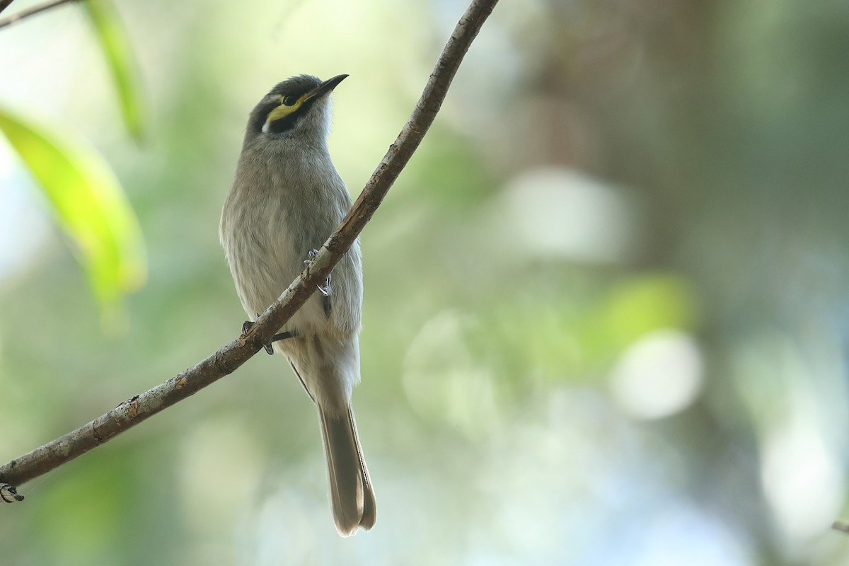 Yellow-faced Honeyeater - Todd Burrows