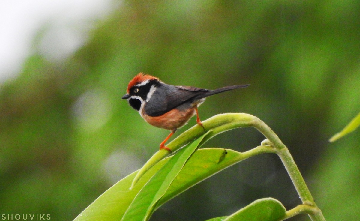 Black-throated Tit (Red-headed) - ML619335349