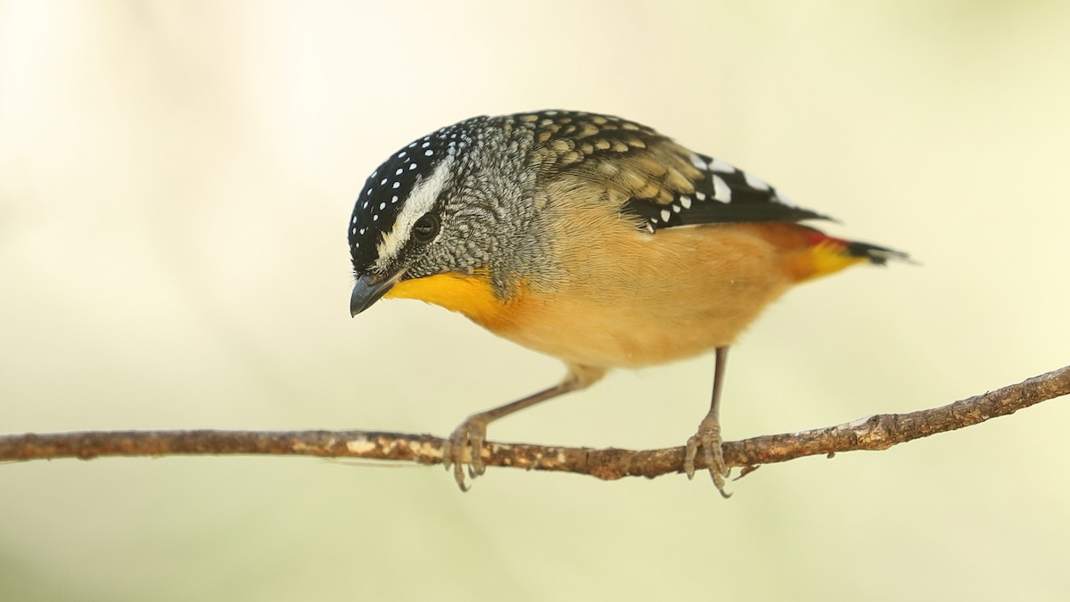 Spotted Pardalote - Todd Burrows