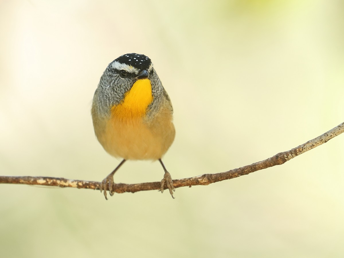 Pardalote Moteado - ML619335353