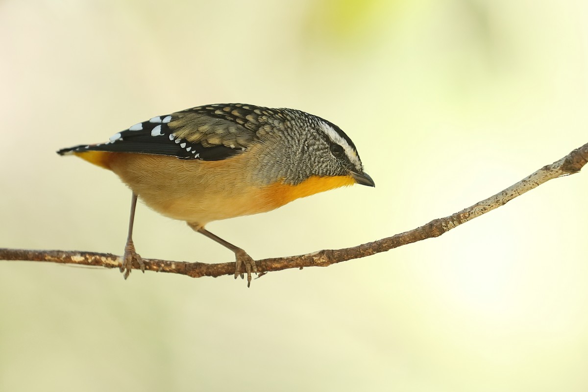 Spotted Pardalote - Todd Burrows