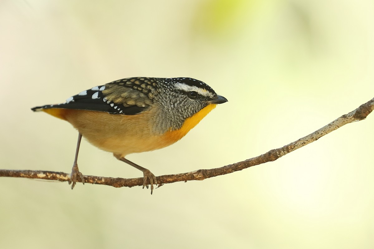 Pardalote Moteado - ML619335355