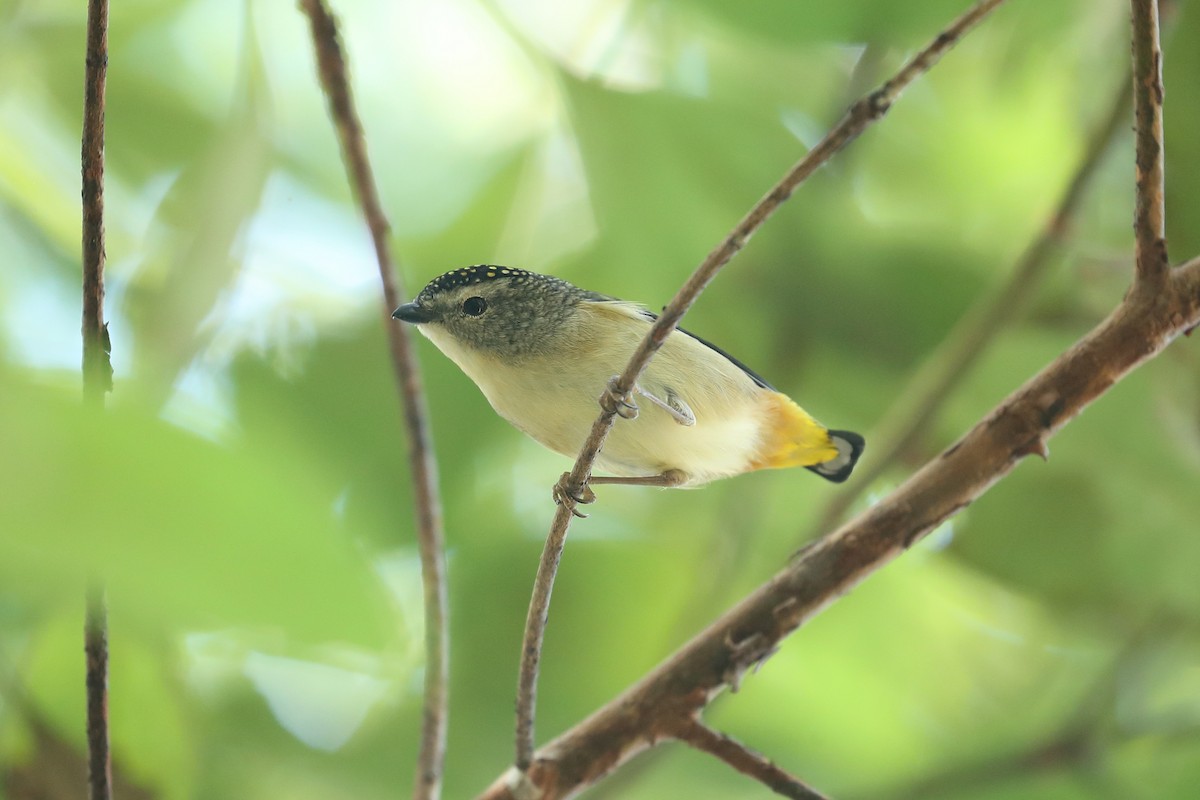 Spotted Pardalote - Todd Burrows