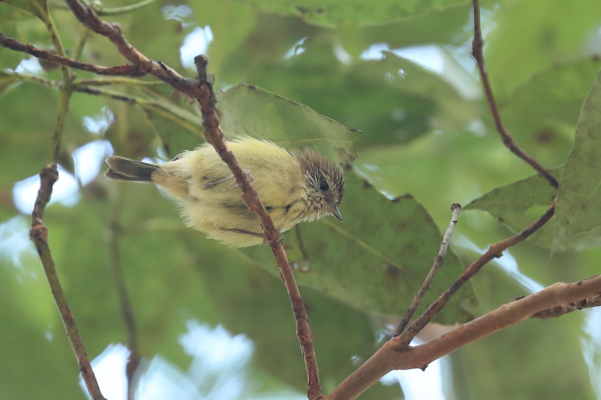 Striated Thornbill - ML619335360