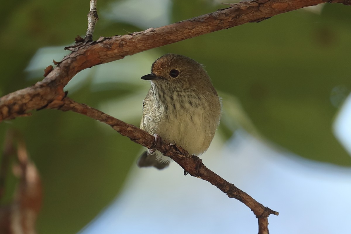 Brown Thornbill - Todd Burrows