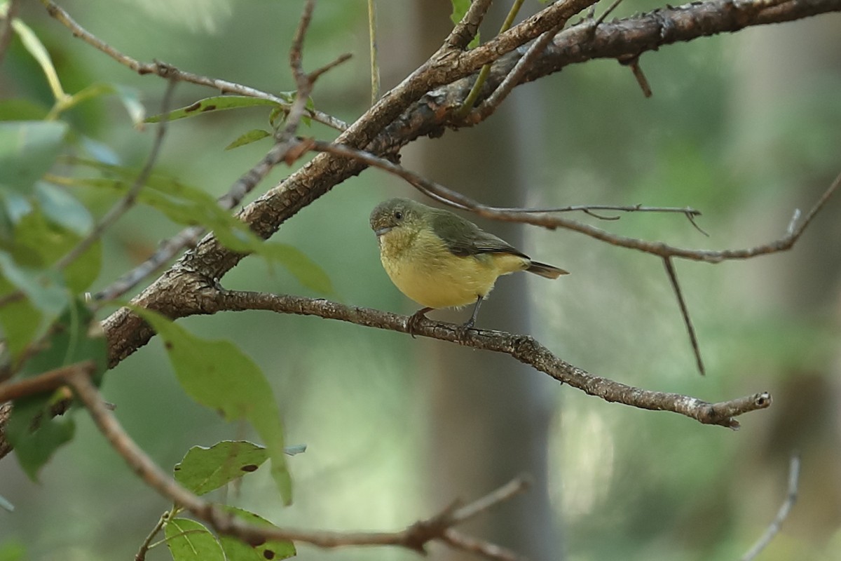 Buff-rumped Thornbill - Todd Burrows