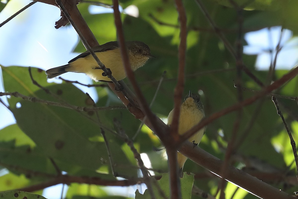 Buff-rumped Thornbill - Todd Burrows