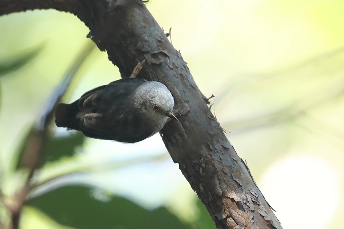 Varied Sittella (White-headed) - Todd Burrows