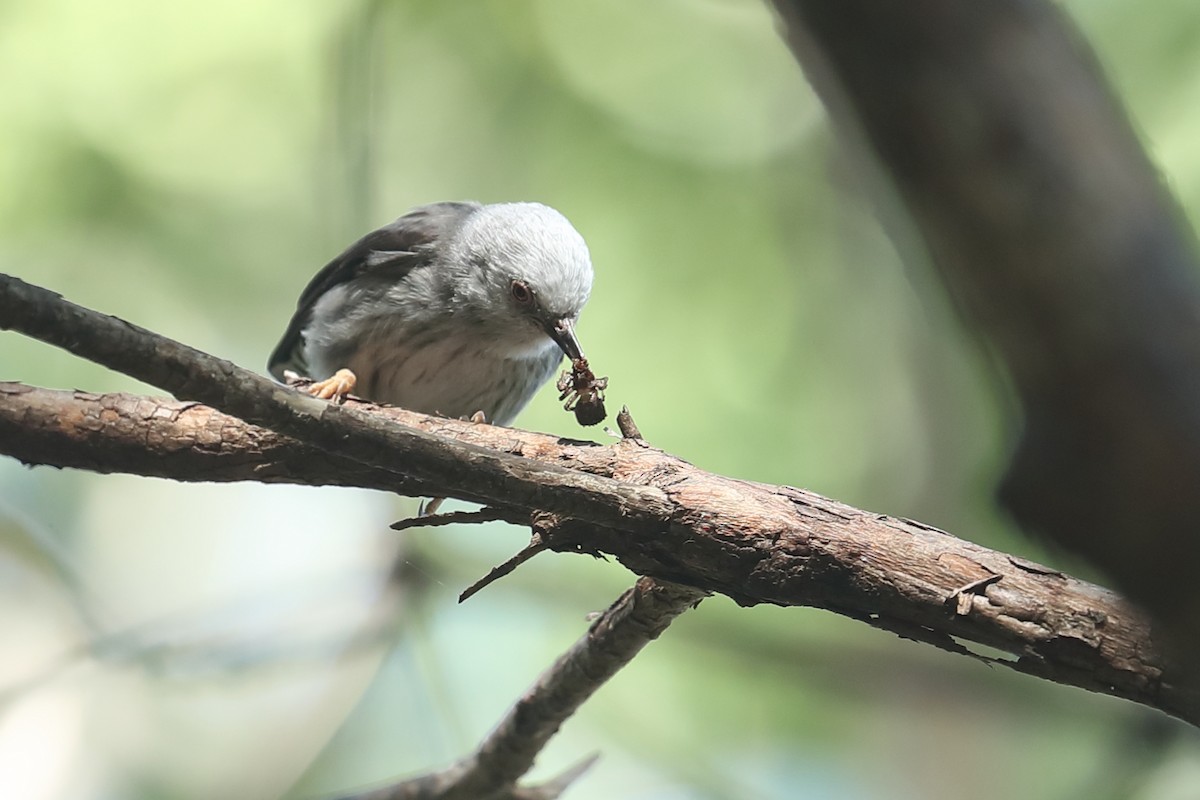 Varied Sittella (White-headed) - Todd Burrows