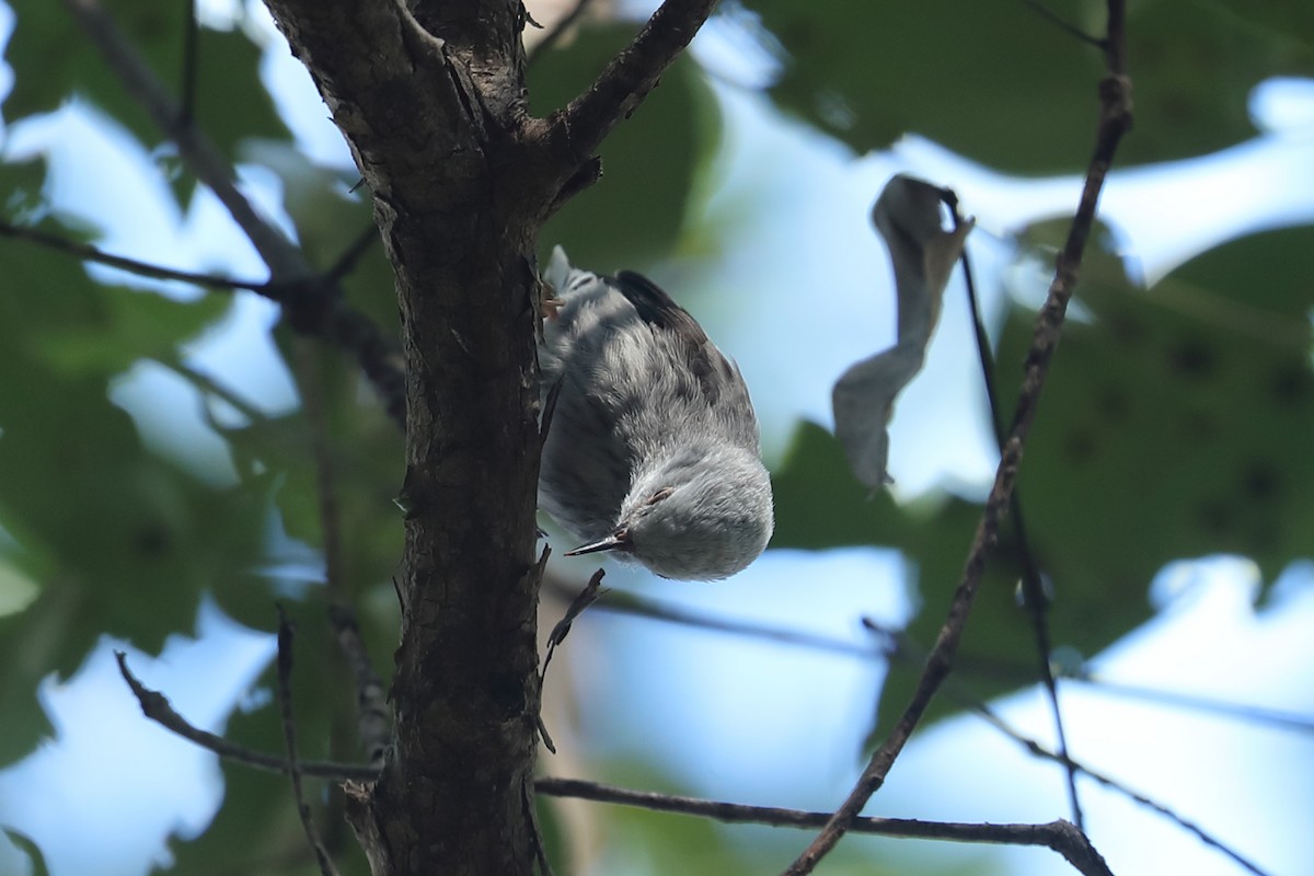 Varied Sittella (White-headed) - Todd Burrows