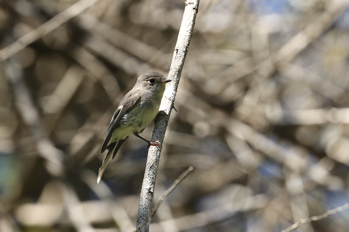 Petroica Rosada - ML619335402