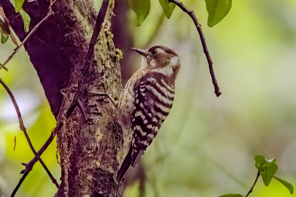 Japanese Pygmy Woodpecker - manabu kimura
